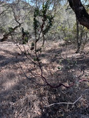 Arctostaphylos pallida