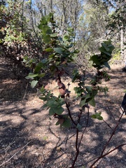 Arctostaphylos pallida