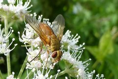 Leskia aurea