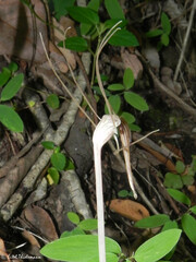 Arachnitis uniflora