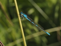 Coenagrion scitulum