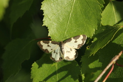 Lomaspilis marginata