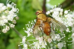Leskia aurea