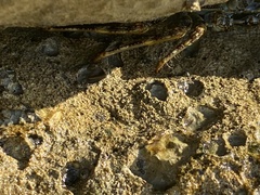 Grapsus grapsus