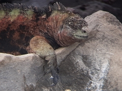 Amblyrhynchus cristatus