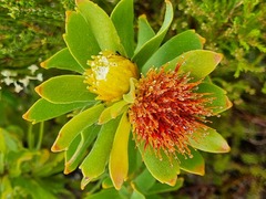 Leucospermum oleifolium
