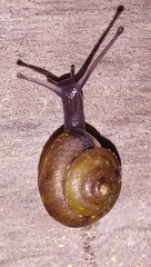 Hygromiidae