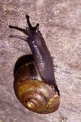 Hygromiidae