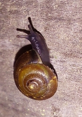Hygromiidae