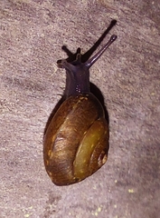 Hygromiidae