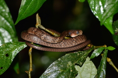 Chironius fuscus
