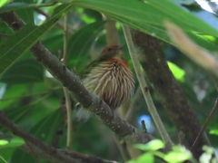 Machaeropterus striolatus