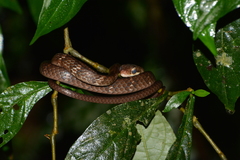 Chironius fuscus