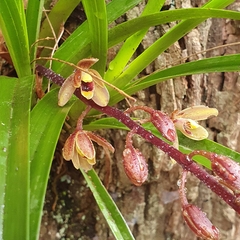 Cymbidium suave