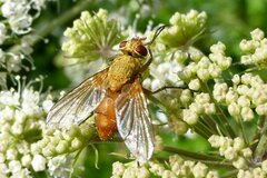 Leskia aurea