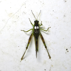 Paulinia acuminata
