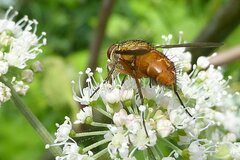 Leskia aurea
