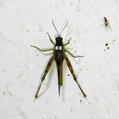 Paulinia acuminata