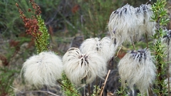 Clematis