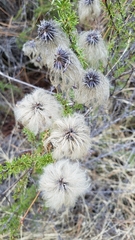 Clematis