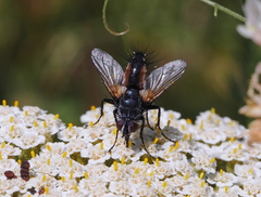 Eriothrix rufomaculata