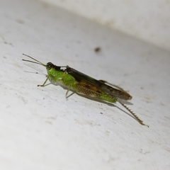 Paulinia acuminata