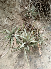 Tillandsia incarnata