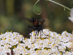 Eriothrix rufomaculata