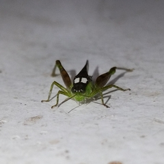 Paulinia acuminata