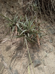 Tillandsia incarnata