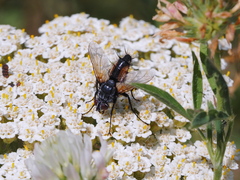 Eriothrix rufomaculata