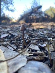 Agaricomycetidae