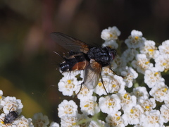 Eriothrix rufomaculata