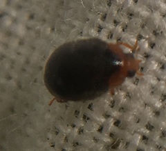 Scymnus auritus