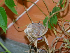 Chlorostilbon lucidus