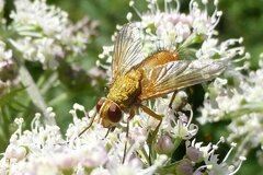 Leskia aurea