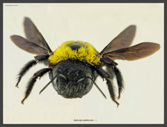 Xylocopa pubescens