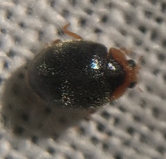 Scymnus auritus