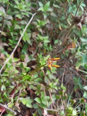 Jasminum nudiflorum