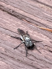 Cyrtopogon