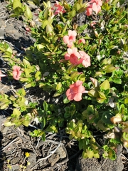 Barleria repens