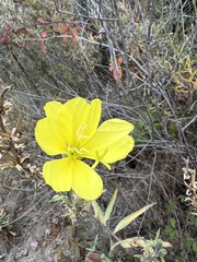 Oenothera elata