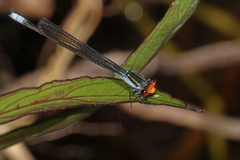 Pseudagrion ignifer