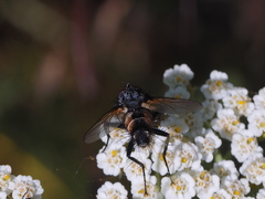Eriothrix rufomaculata