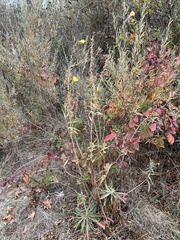Oenothera elata