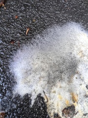 Rhizopus