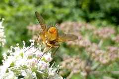 Leskia aurea