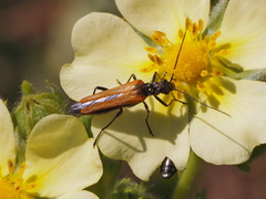 Oedemera