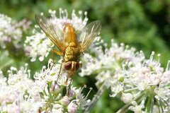 Leskia aurea