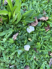 Cuphophyllus virgineus